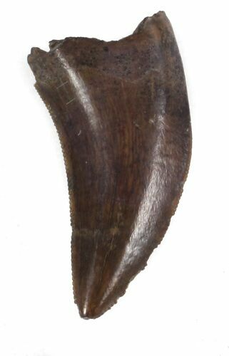 Small Theropod Tooth (Nanotyrannus?) - Montana #37193